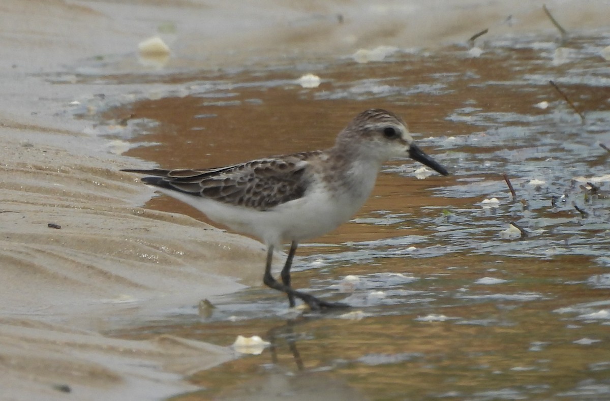 Weißbürzel-Strandläufer - ML645503165