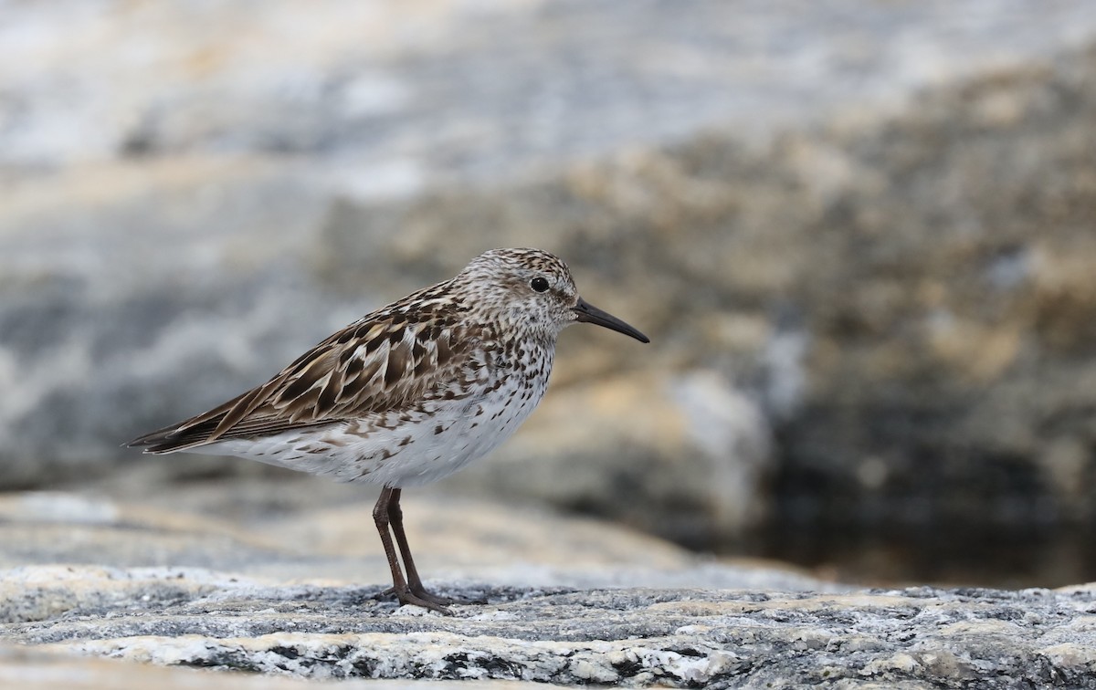 Weißbürzel-Strandläufer - ML645503166