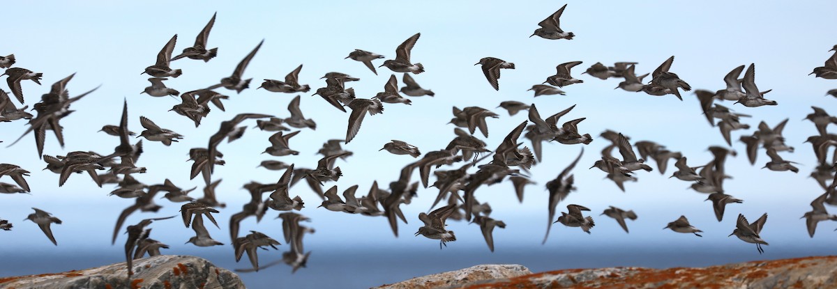 Weißbürzel-Strandläufer - ML645503167