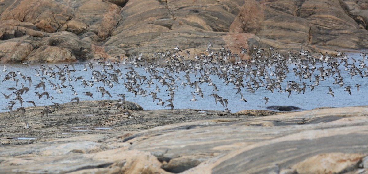Weißbürzel-Strandläufer - ML645503168