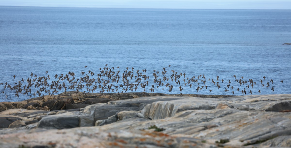 Weißbürzel-Strandläufer - ML645503169