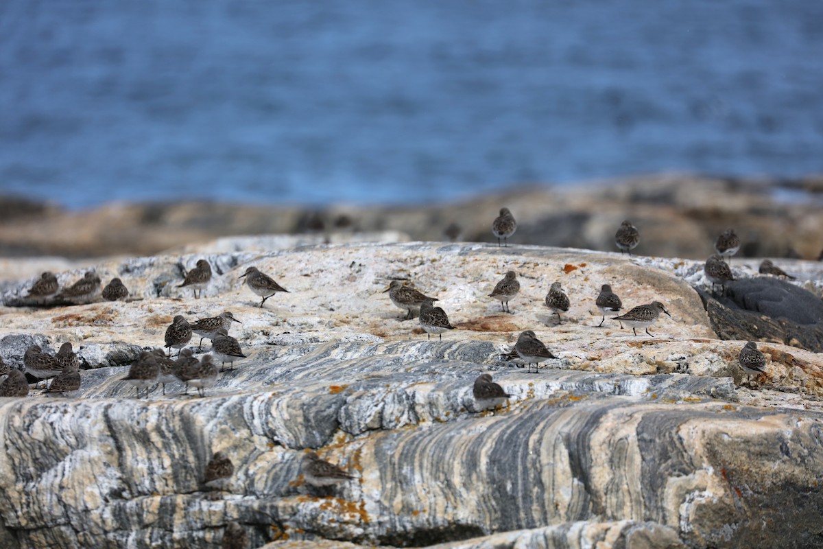 Weißbürzel-Strandläufer - ML645503170
