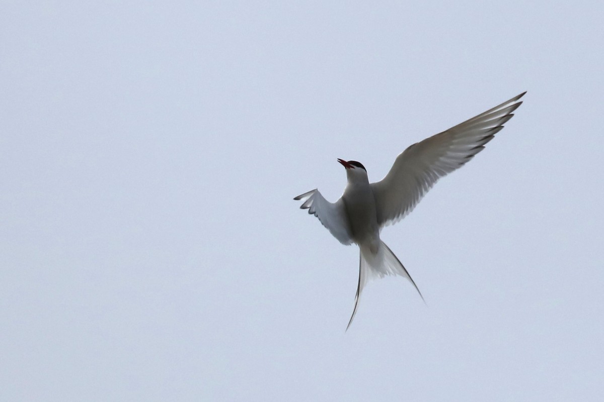 Arctic Tern - ML645503180