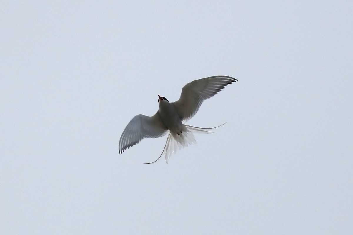 Arctic Tern - ML645503181