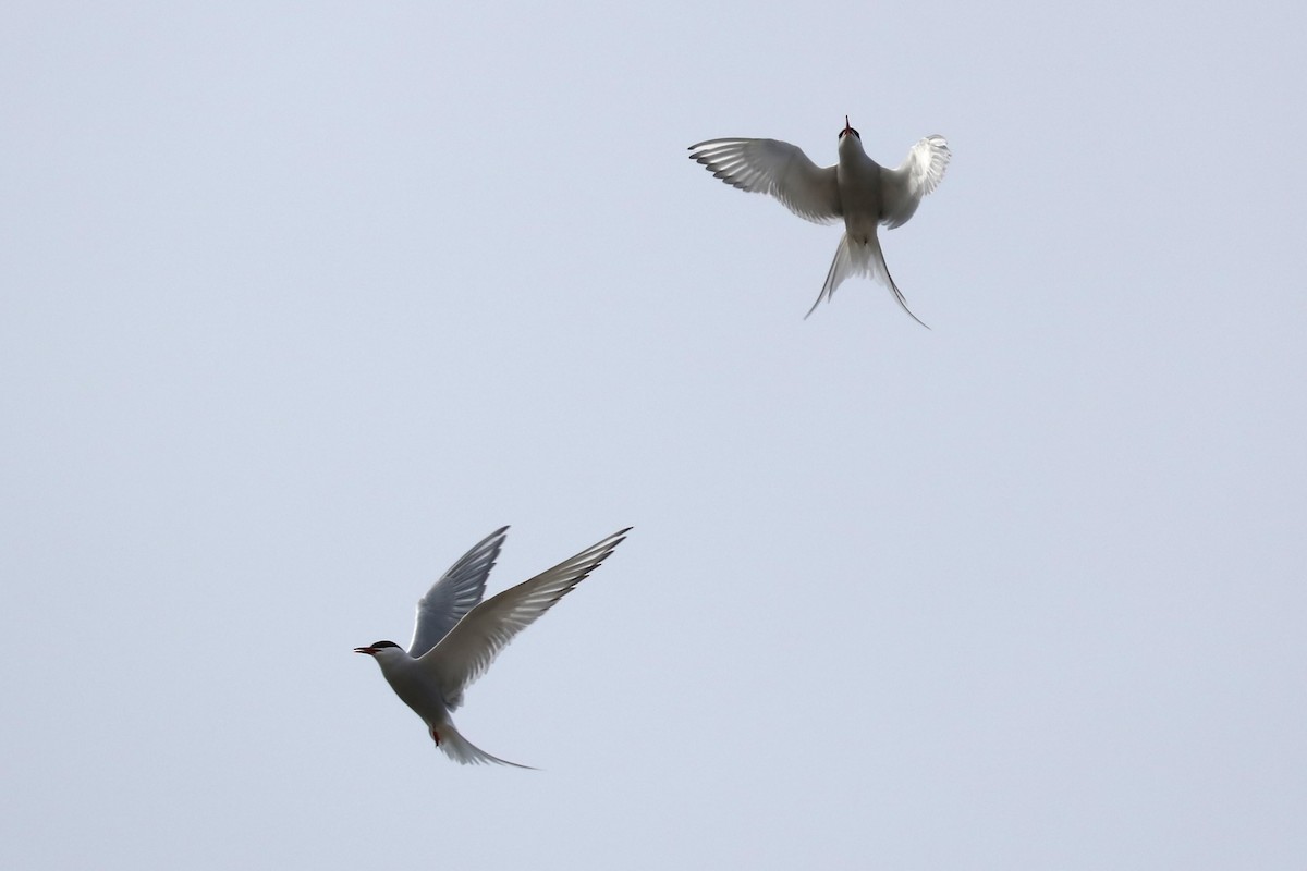 Arctic Tern - ML645503182