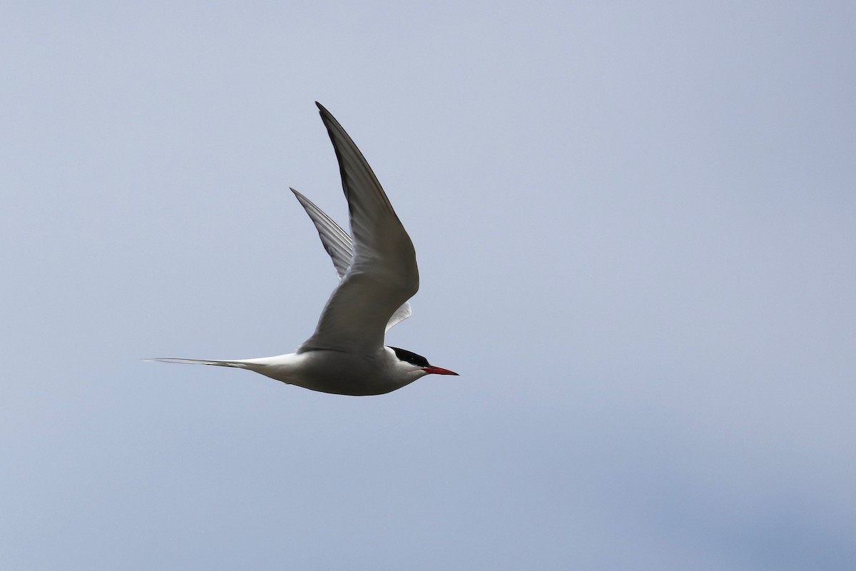 Arctic Tern - ML645503183