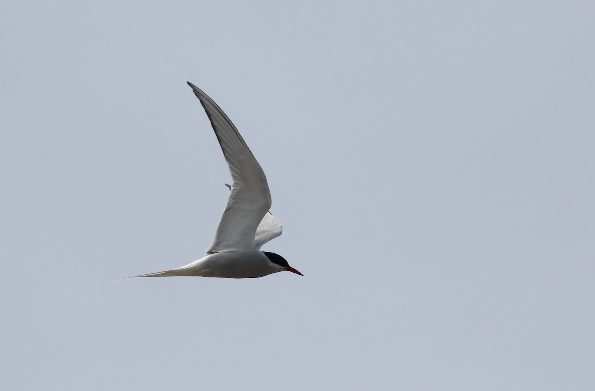 Arctic Tern - ML645503184