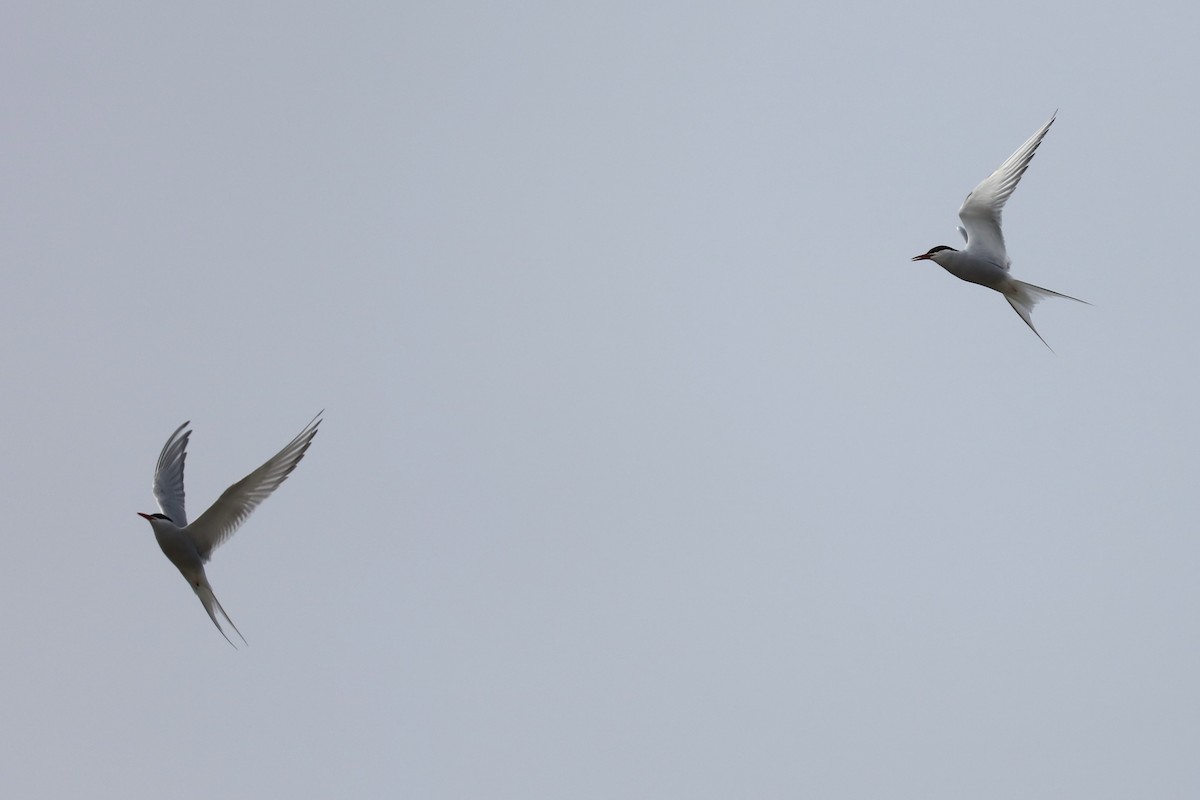 Arctic Tern - ML645503185