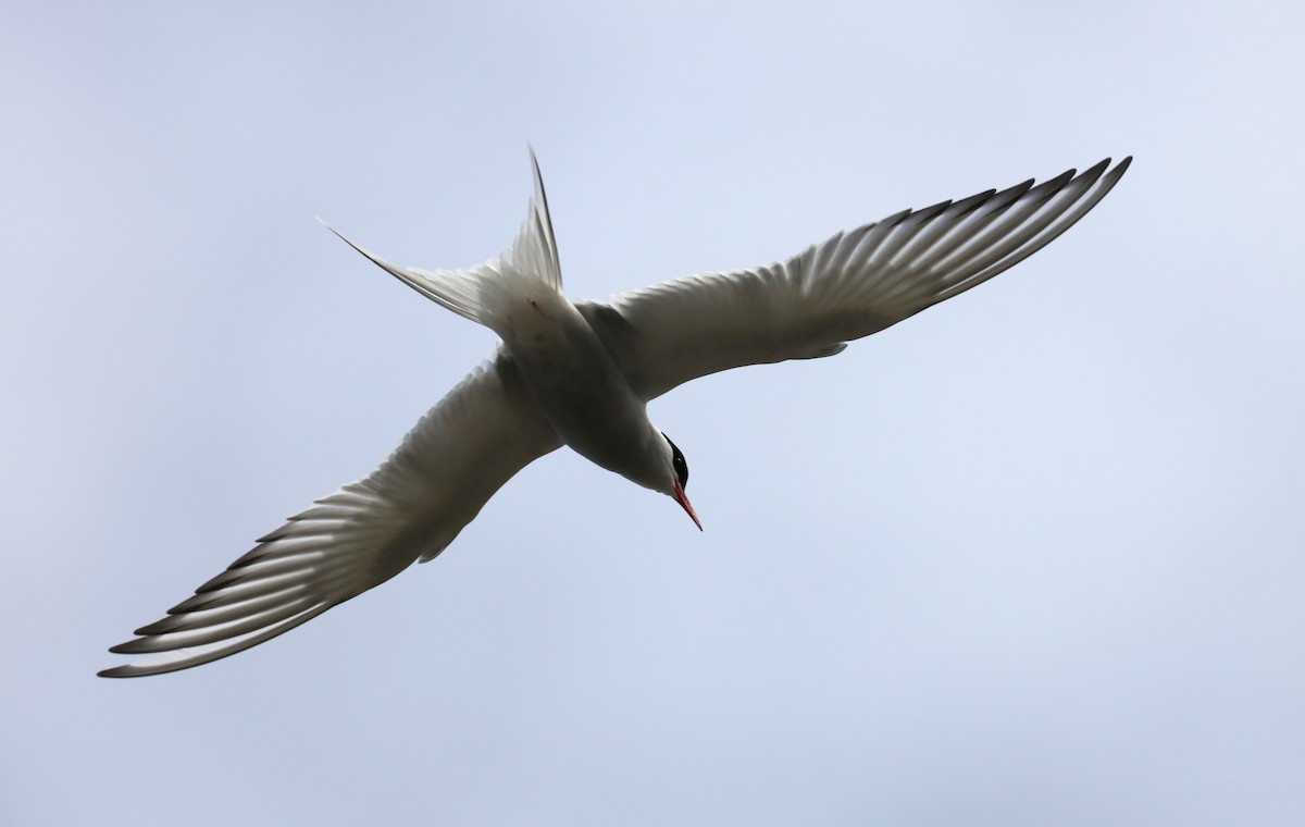 Arctic Tern - ML645503186