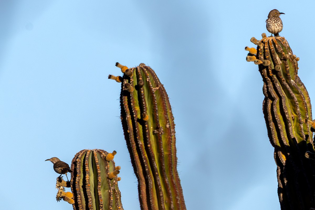 Moqueur gris - ML645503193