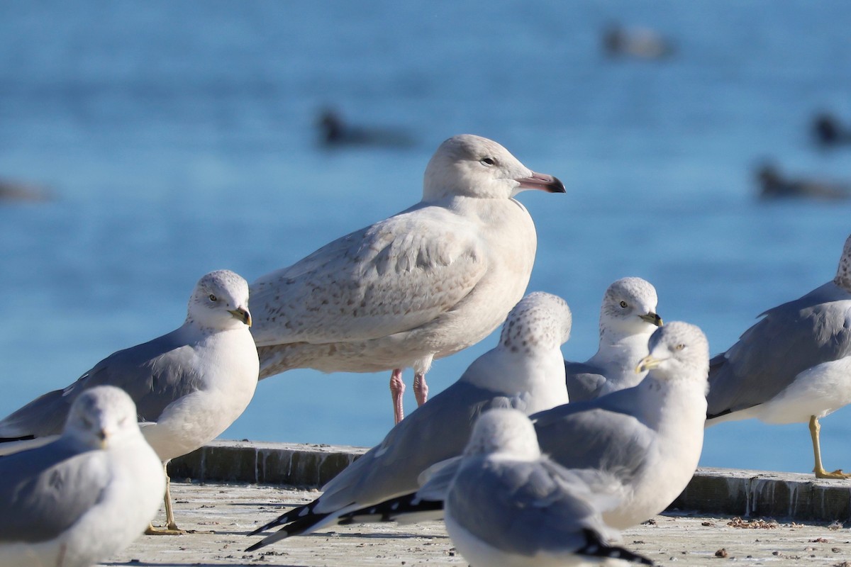 Glaucous Gull - ML645503195