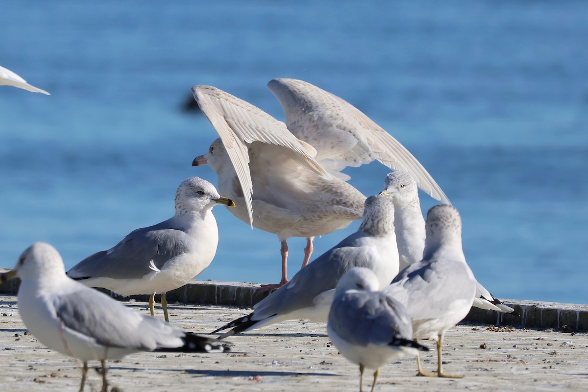 Glaucous Gull - ML645503196