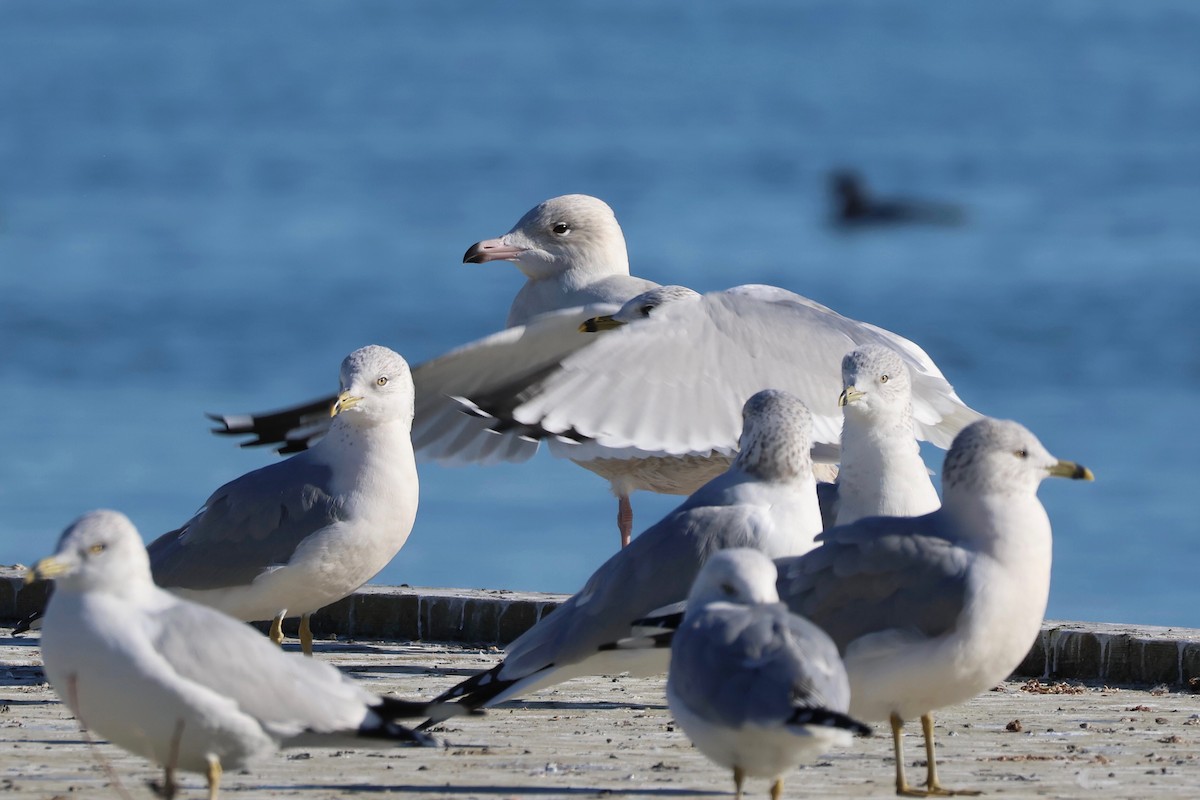 Glaucous Gull - ML645503208