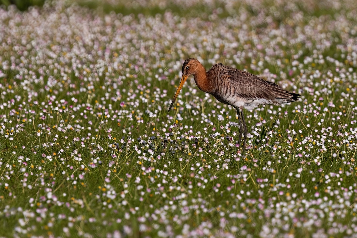 Black-tailed Godwit - ML645503274