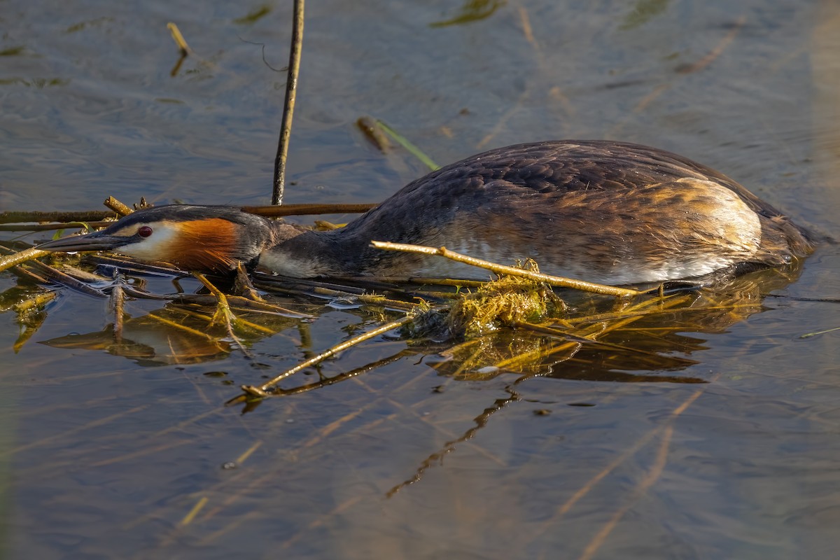 Great Crested Grebe - ML645503283