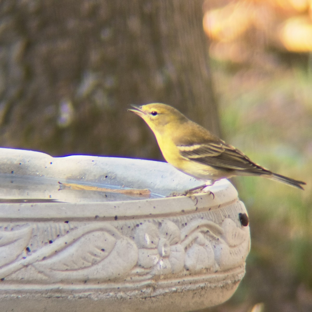 Pine Warbler - ML645503288