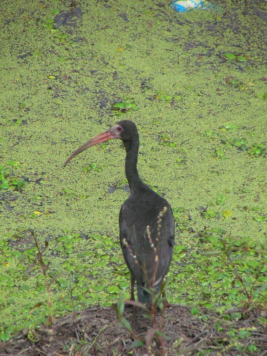 Bare-faced Ibis - ML645503289