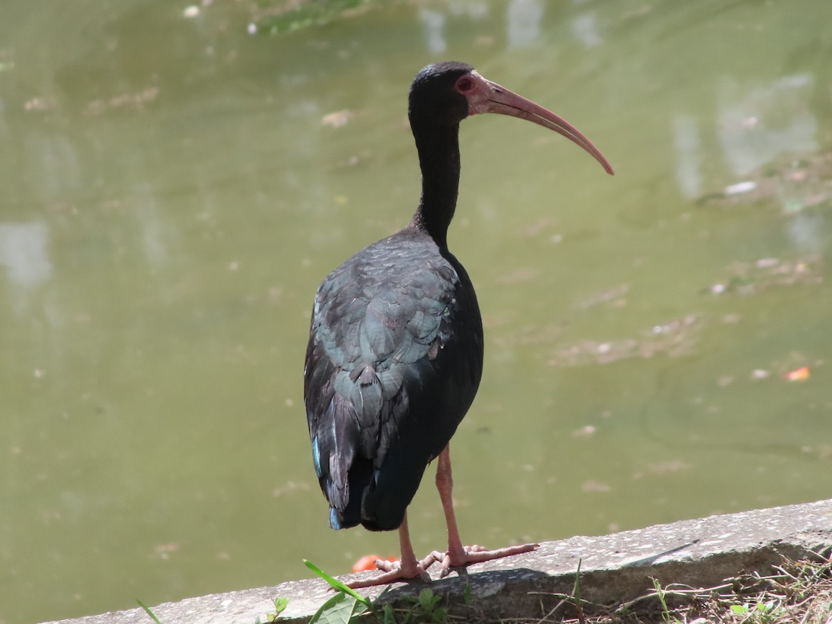 Bare-faced Ibis - ML645503300