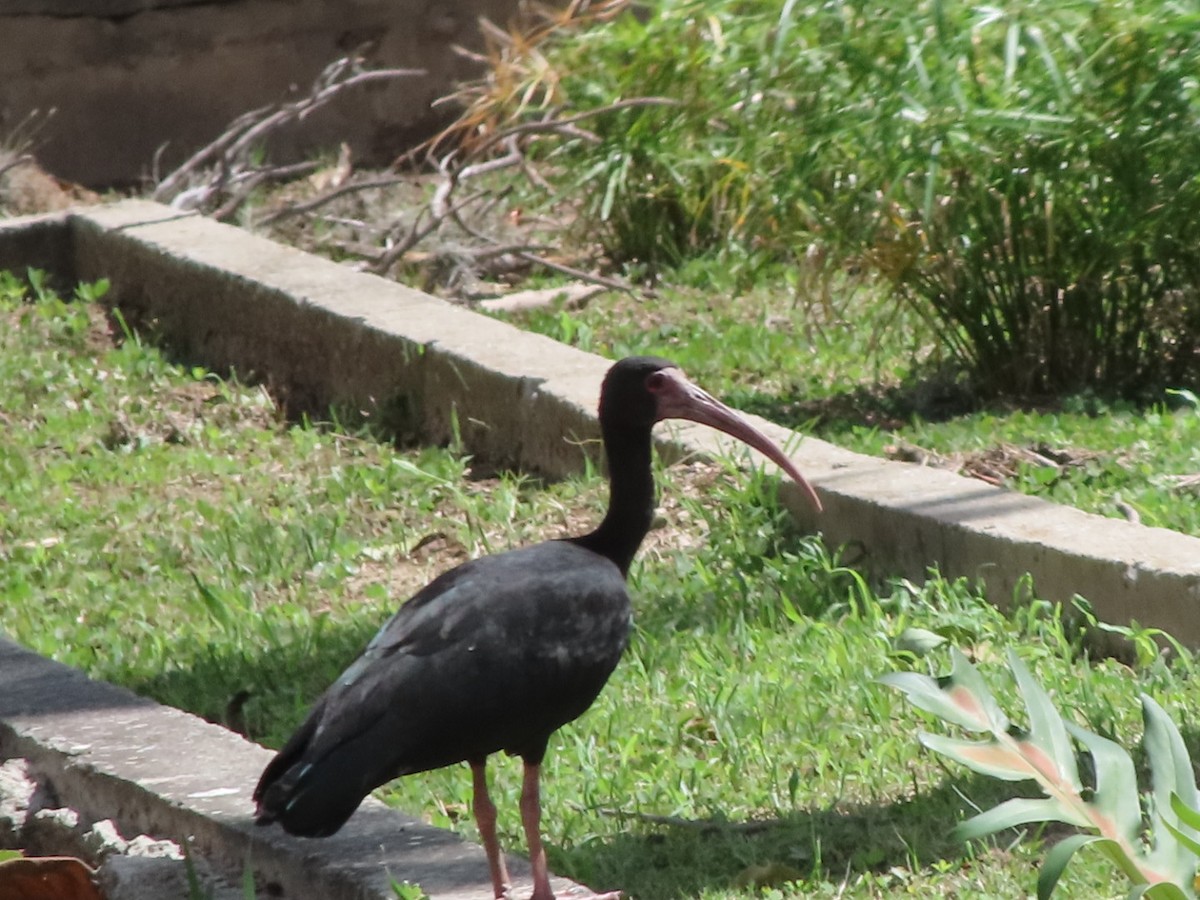 Bare-faced Ibis - ML645503301