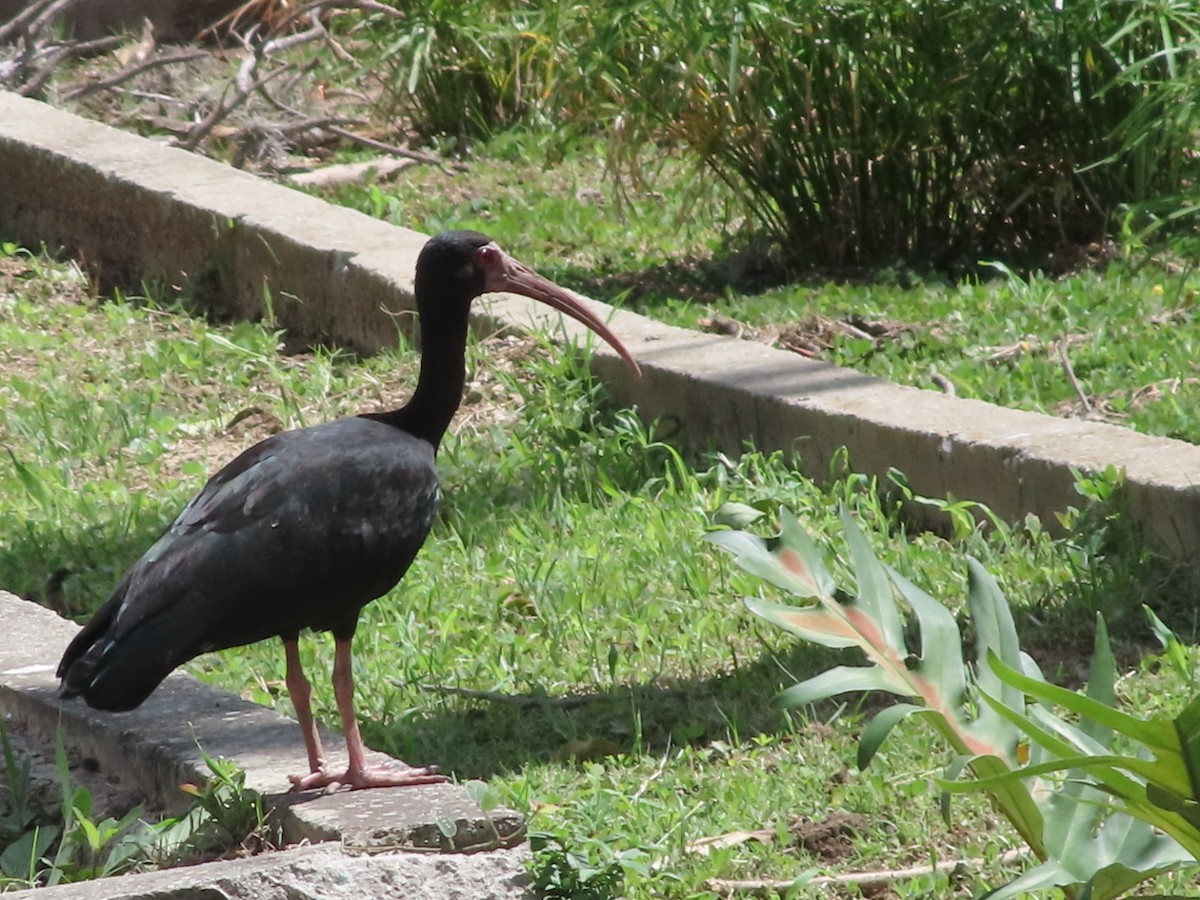 Bare-faced Ibis - ML645503302