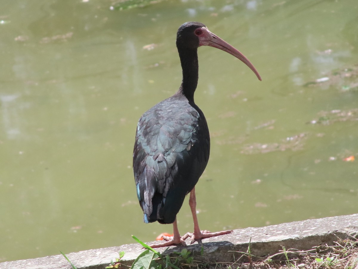 Bare-faced Ibis - ML645503303