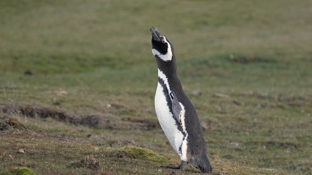 Manchot de Magellan - ML645503304