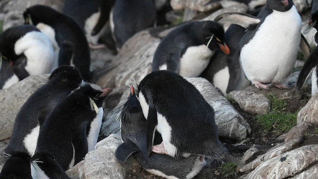 Western Rockhopper Penguin - ML645503317