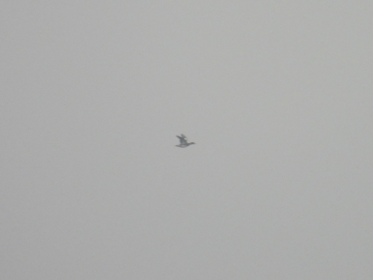 American Wigeon - ML645503324