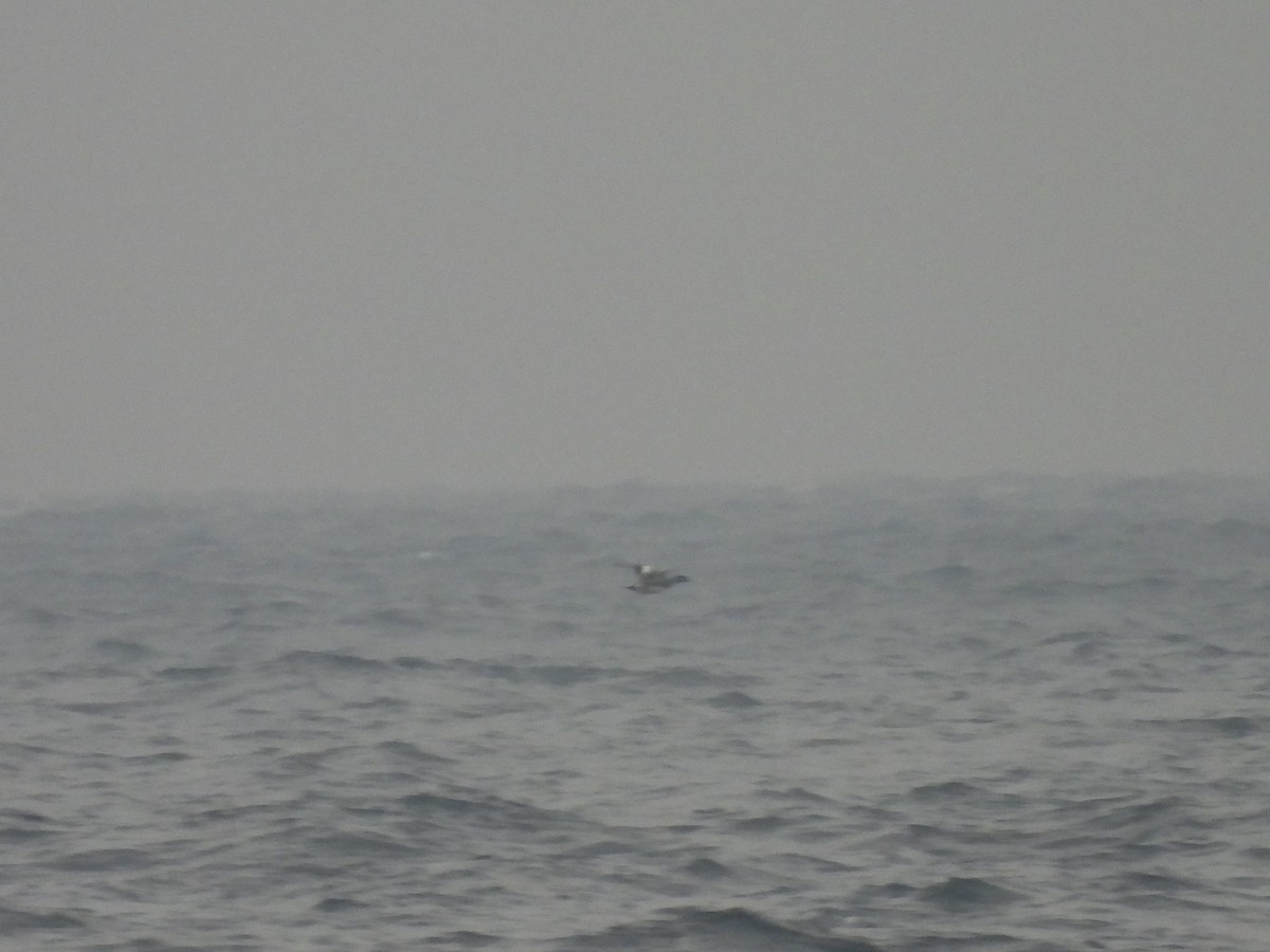 American Wigeon - ML645503325