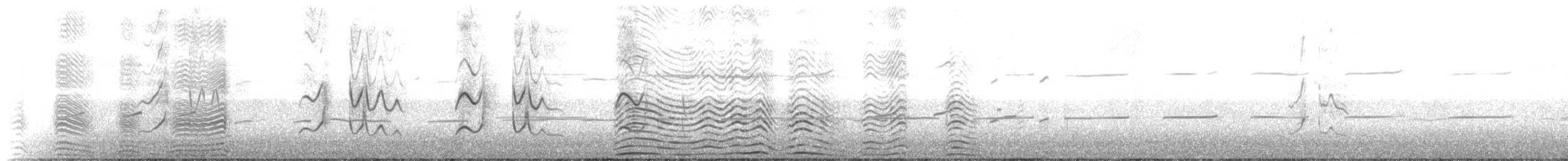 Manchot royal - ML645503326