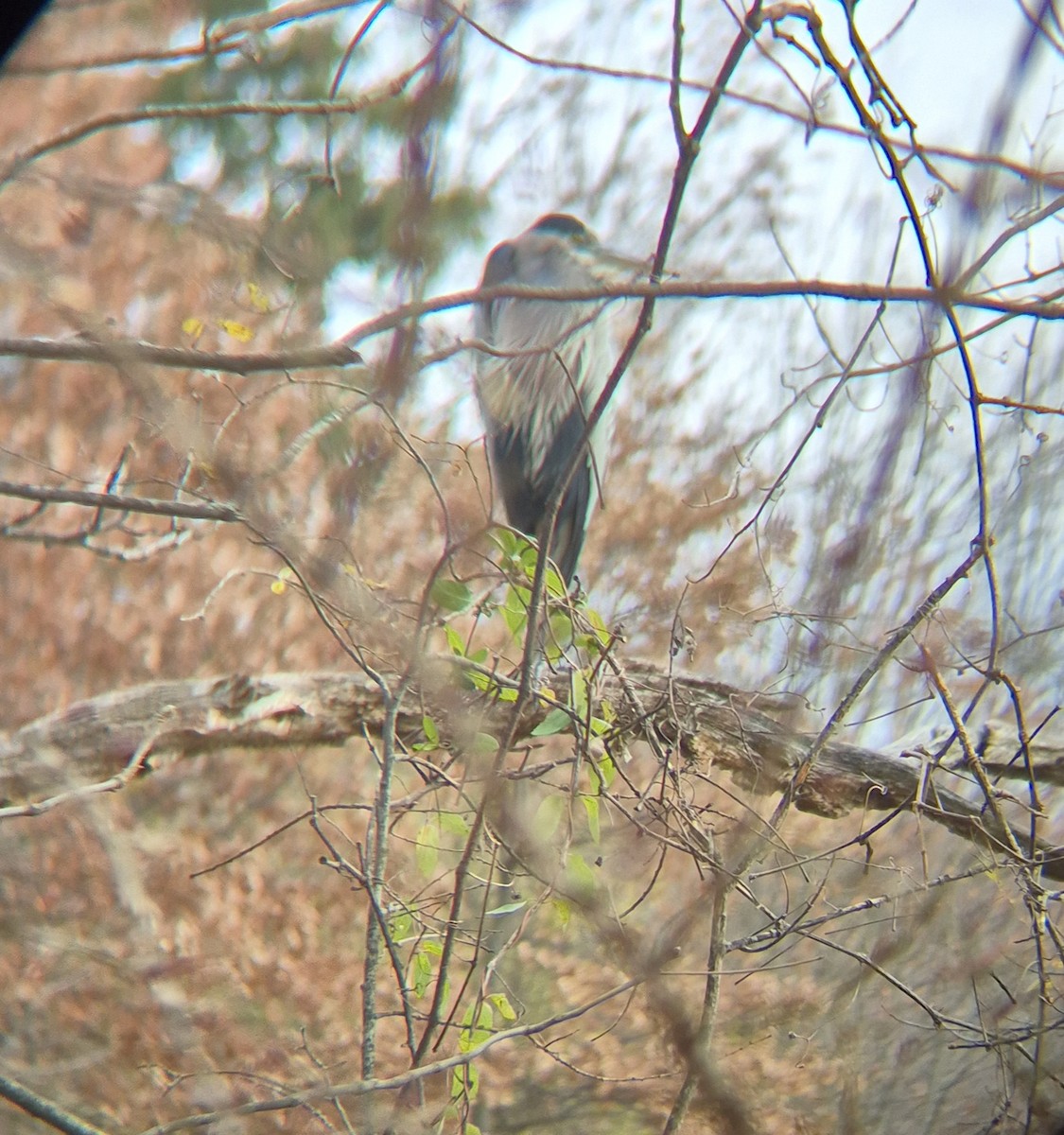 Great Blue Heron - ML645503328