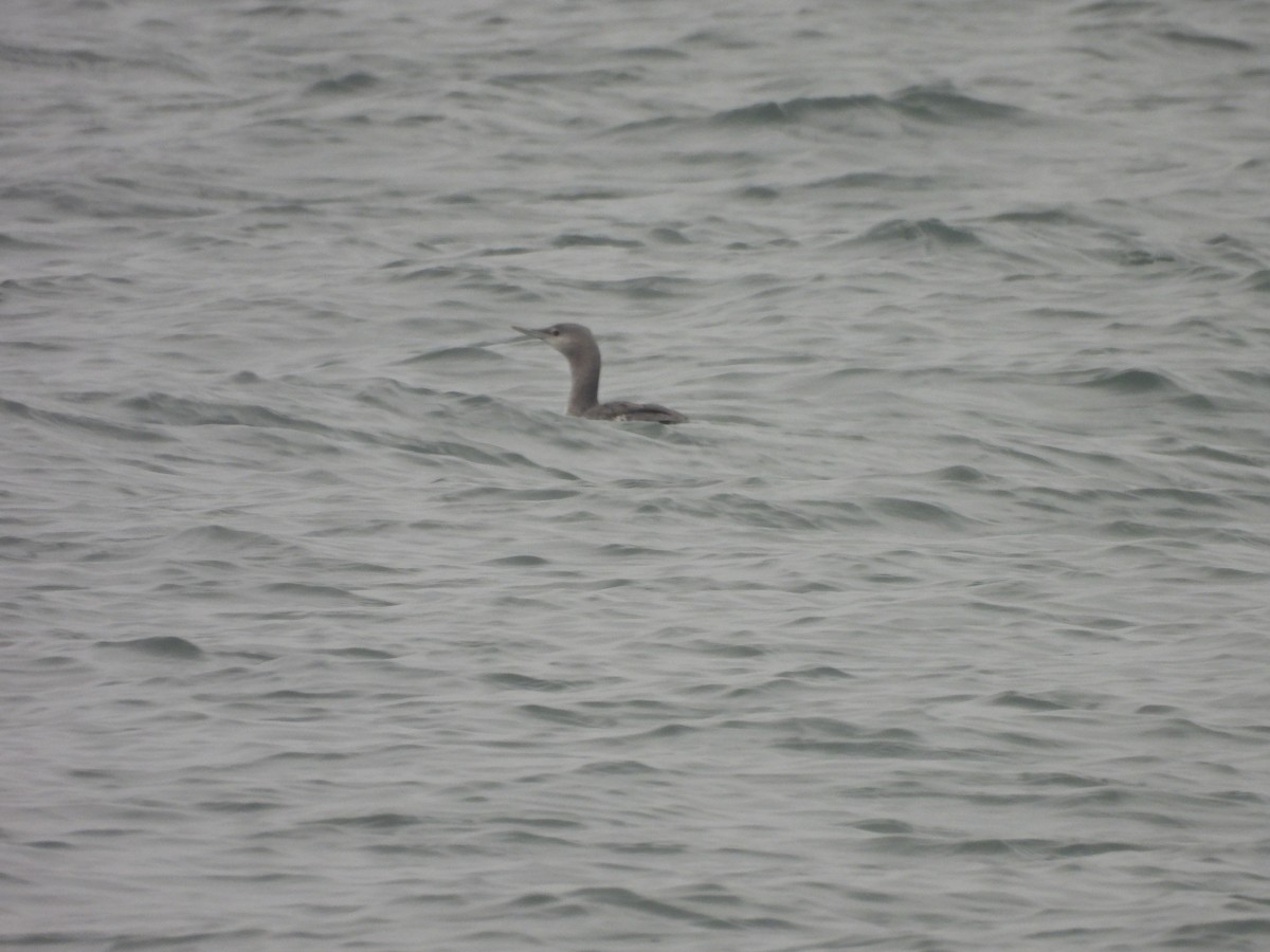 Red-throated Loon - ML645503334