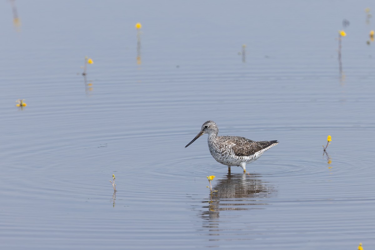 Greater Yellowlegs - ML645503348