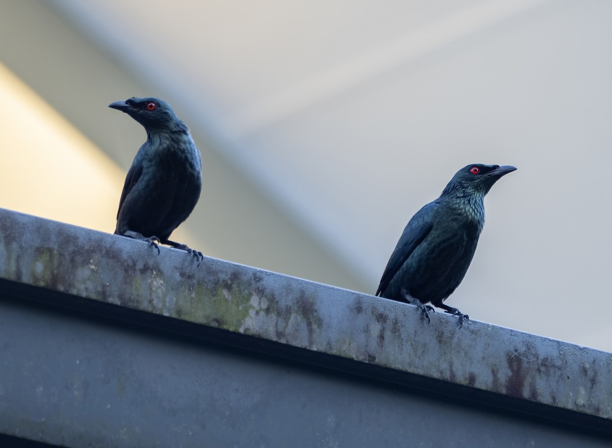 Malay Sığırcığı - ML645503351