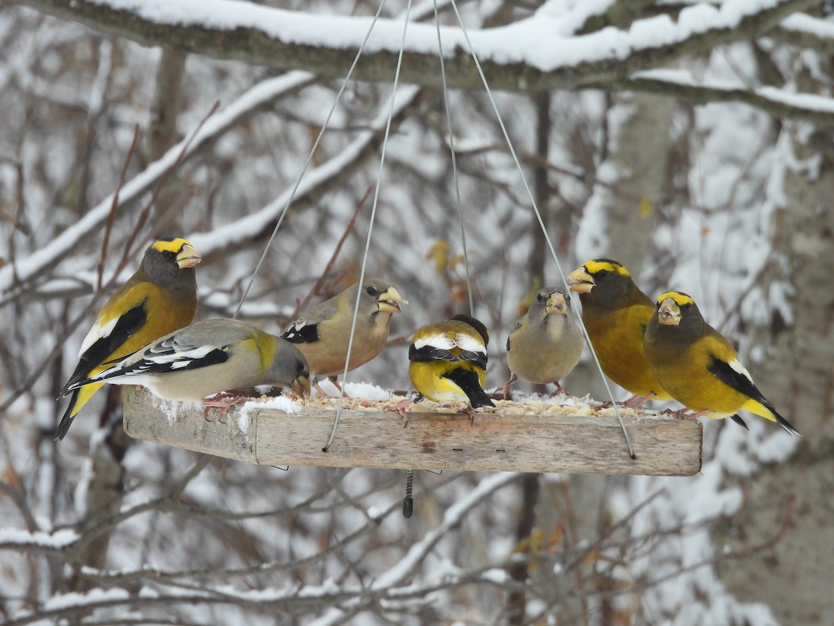 Evening Grosbeak - ML645503357
