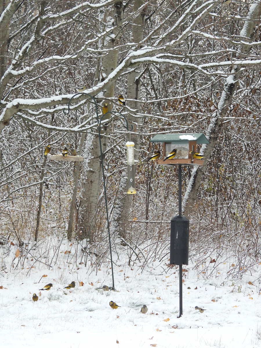 Evening Grosbeak - ML645503358