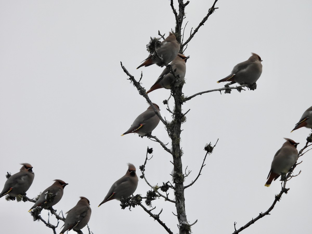 Bohemian Waxwing - ML645503370
