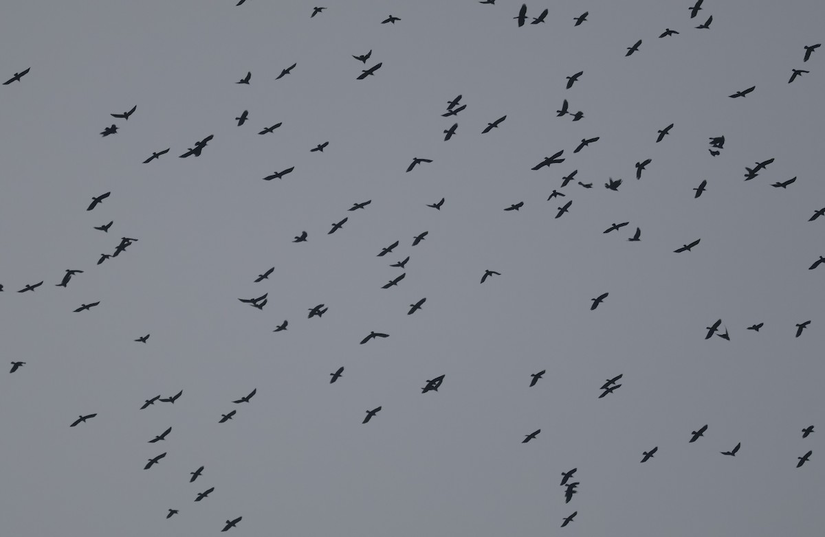 Ekin Kargası - ML645503380