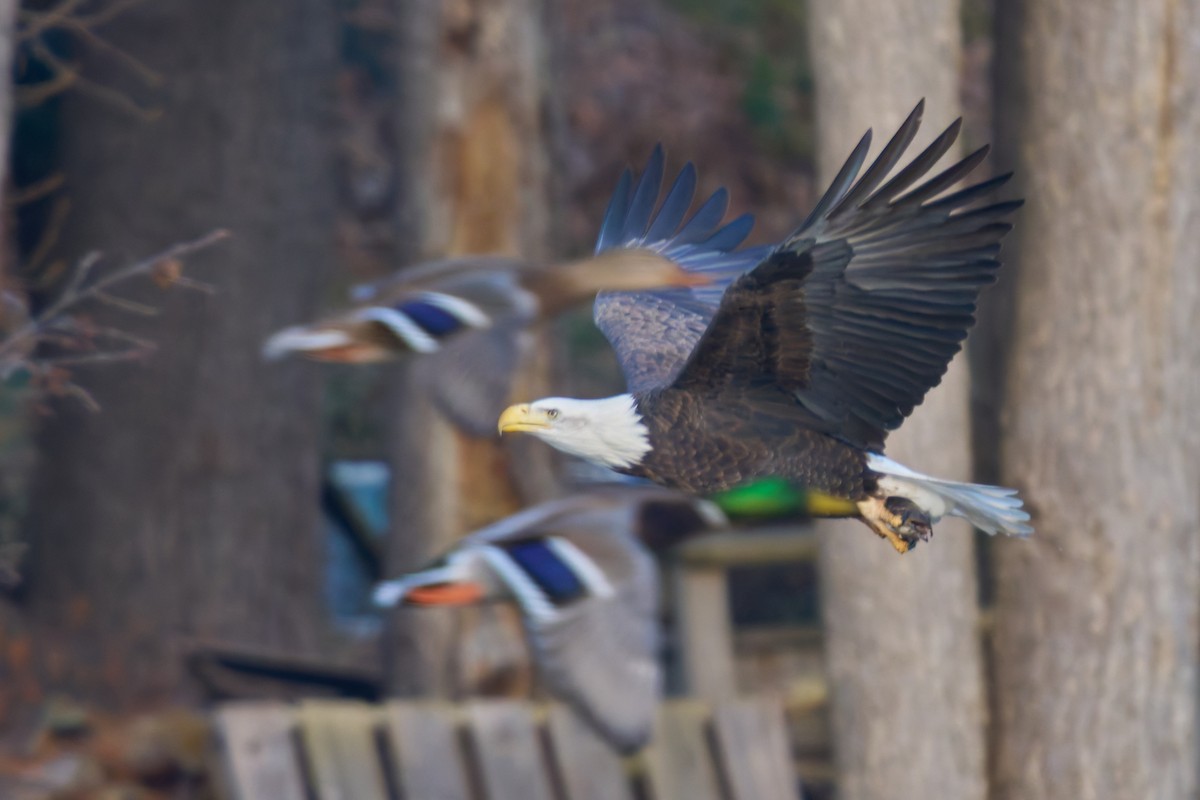 Bald Eagle - ML645503382