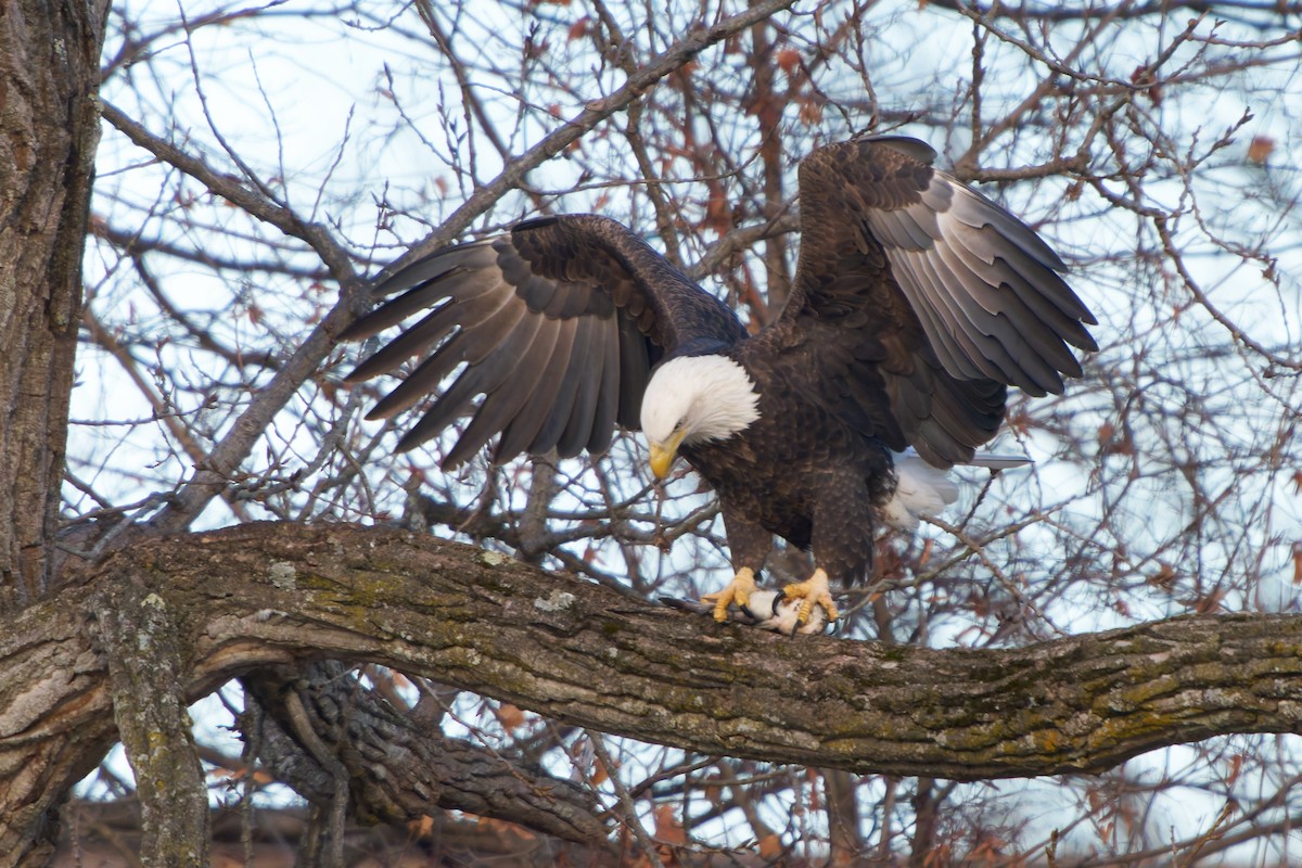 Bald Eagle - ML645503383