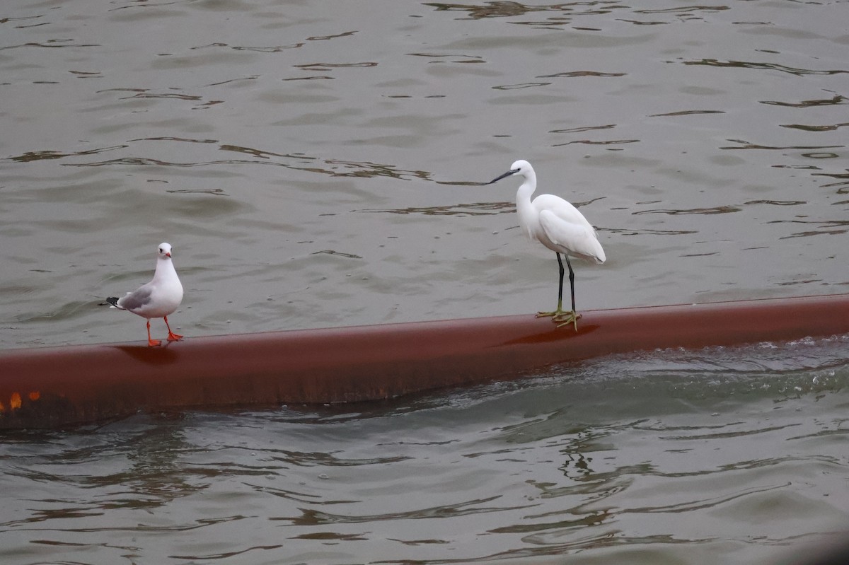 Little Egret - ML645503398