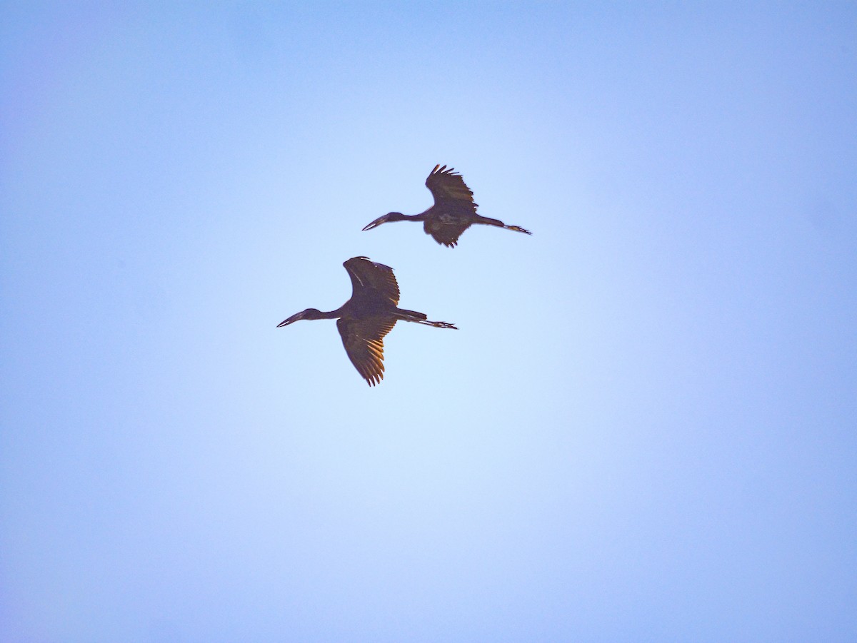 クロスキハシコウ - ML645503400