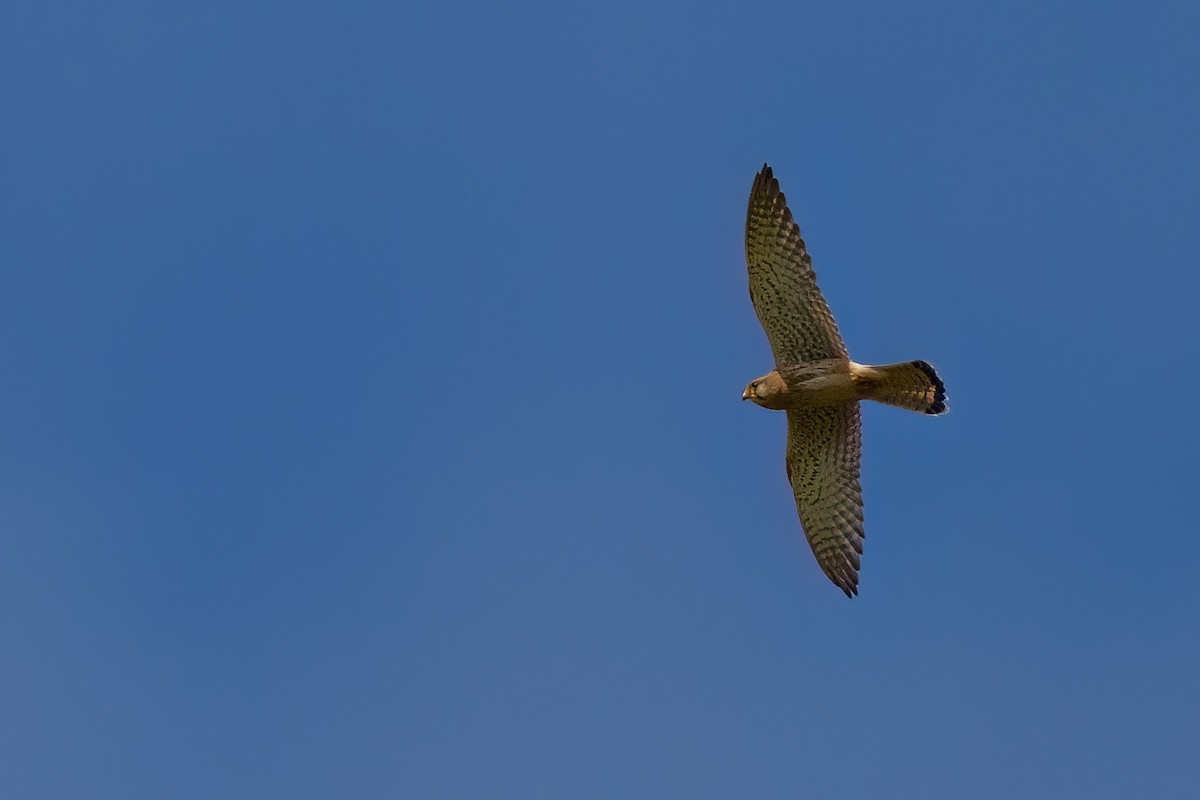 Eurasian Kestrel - ML645503409
