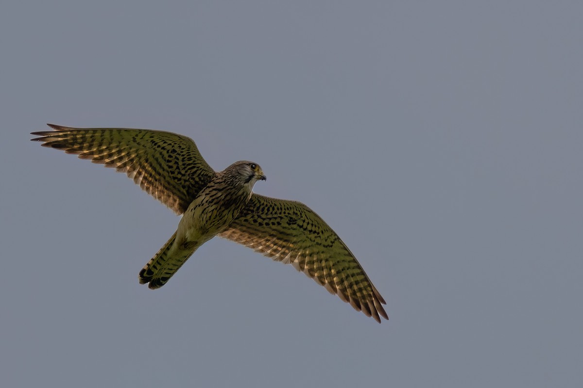 Eurasian Kestrel - ML645503410