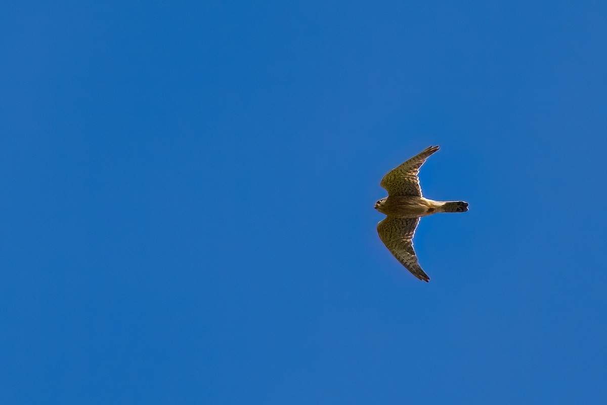 Eurasian Kestrel - ML645503411