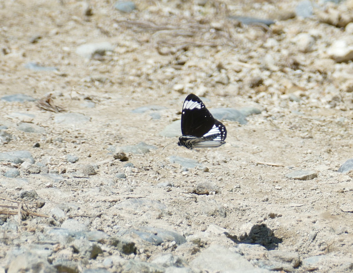 Tobler's crow - ML645503415