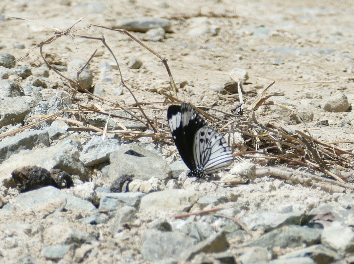 Tobler's crow - ML645503416