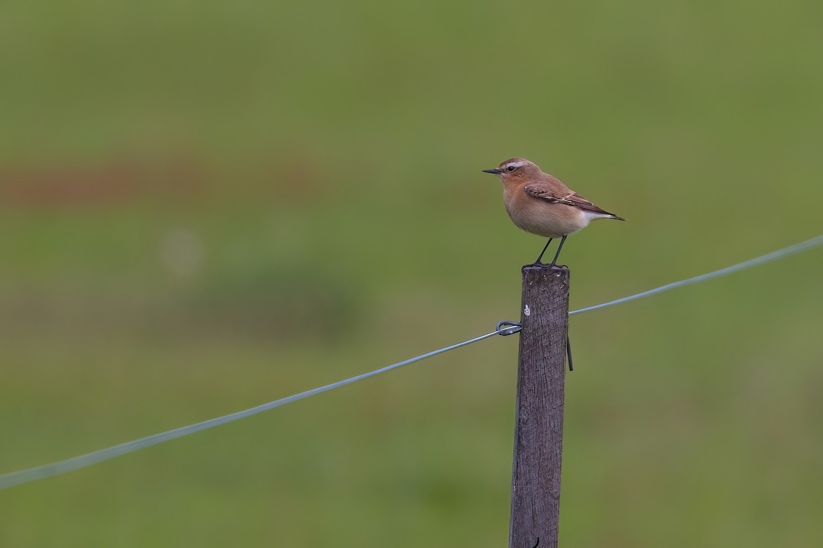 Northern Wheatear (Eurasian) - ML645503423