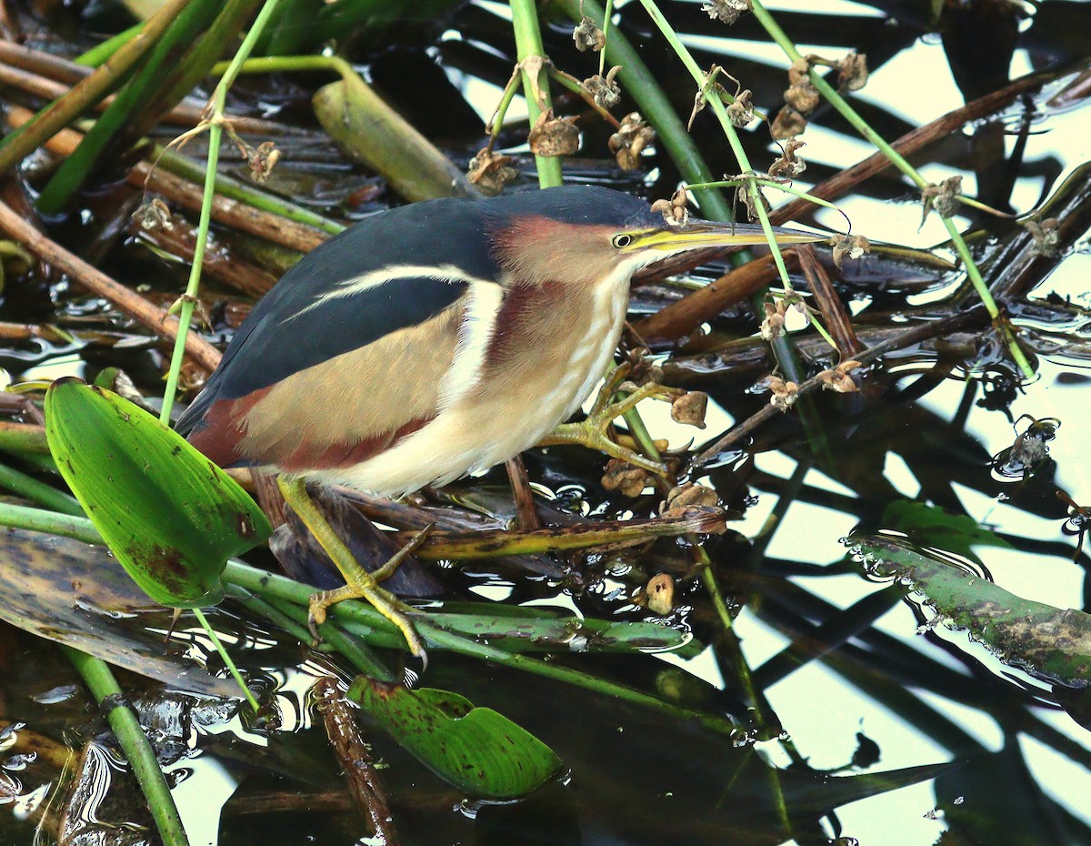 コヨシゴイ - ML645503426