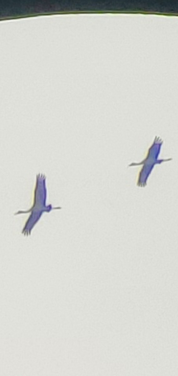 Sandhill Crane - ML645503447